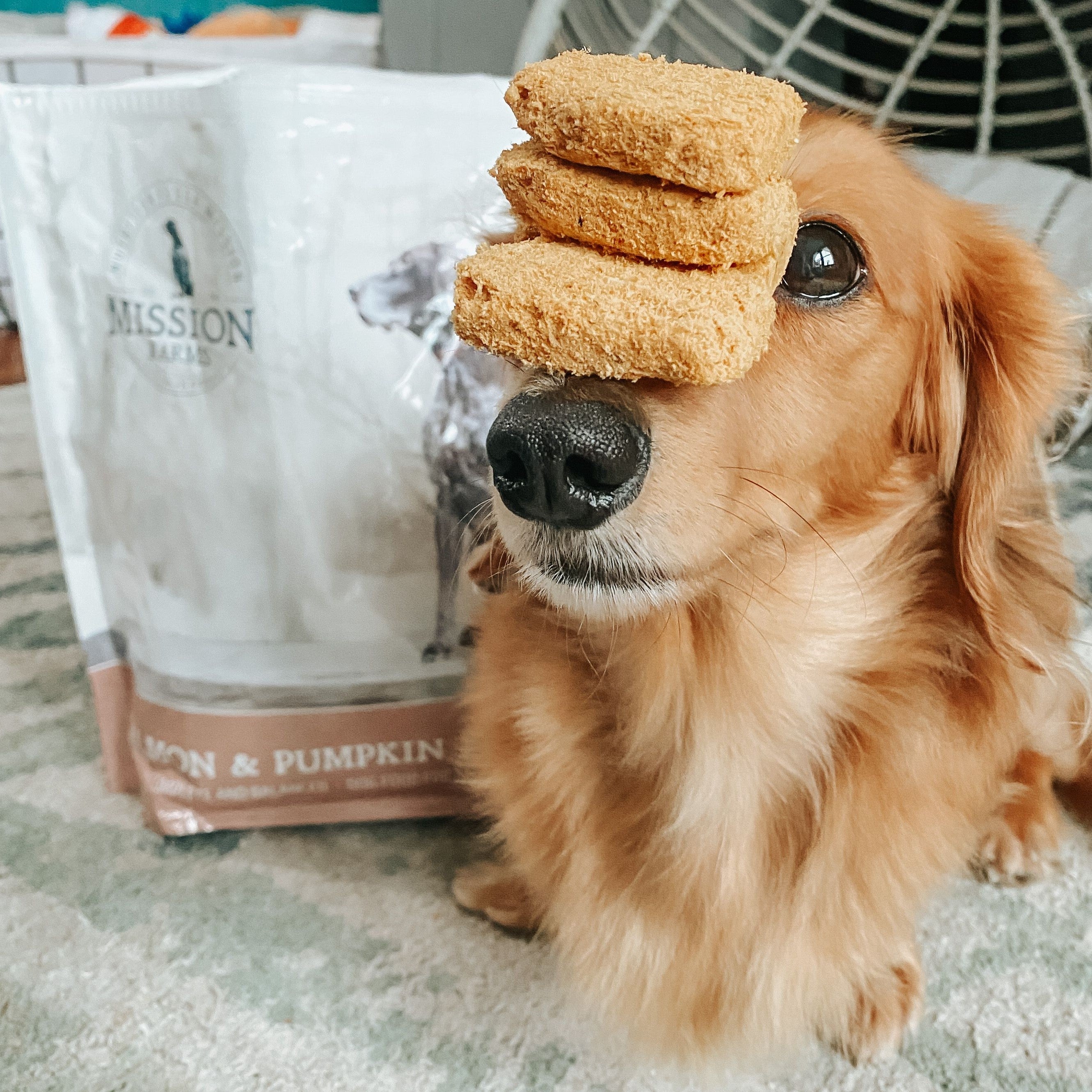 Salmon pumpkin dog clearance treats