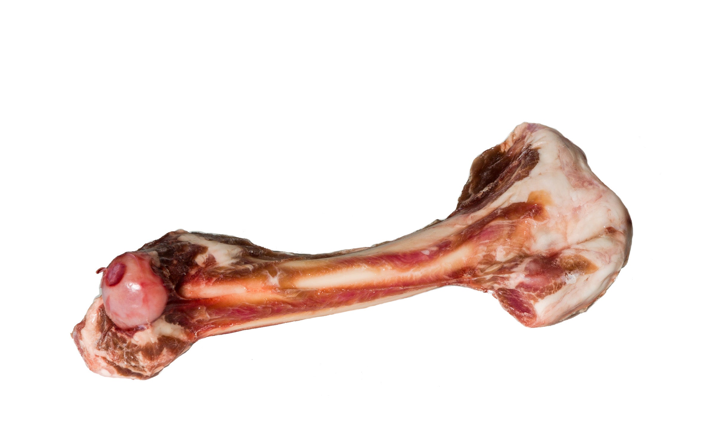 Lamb Femur