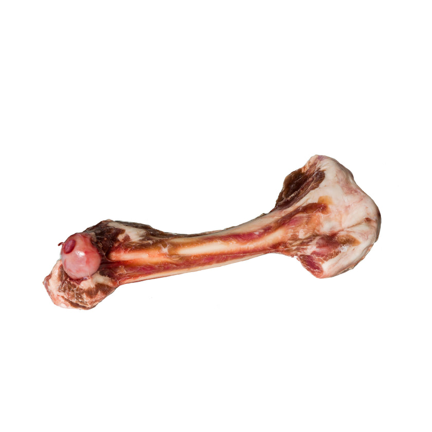 Lamb Femur